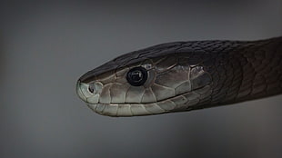 grey snake, reptiles, snake, mamba HD wallpaper