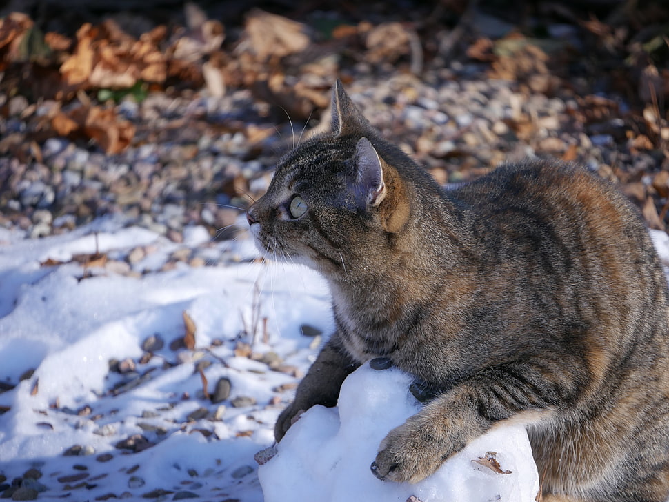 brown Tabby cat on white and gray surface HD wallpaper