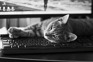 cat laying on computer keyboard grayscale photo