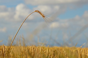 brown wheat in closeup photo