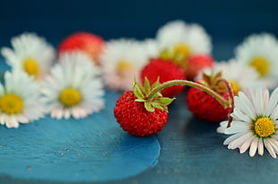 closeup photography of white flowers and red berries