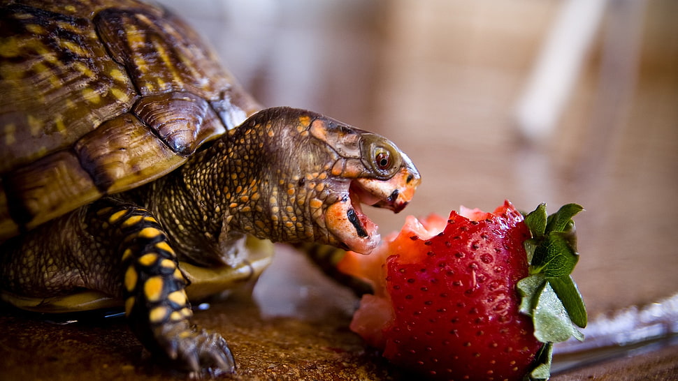 strawberry fruit, turtle, strawberries, animals, fruit HD wallpaper