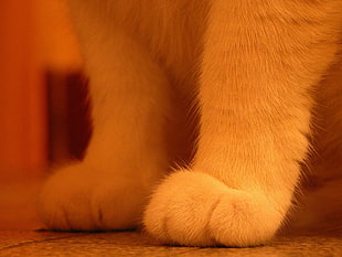 close up shot photo of cats feet's HD wallpaper