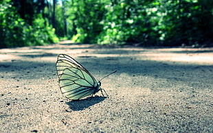close-up photo of butterfly on ground