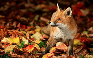 close up photography of fox standing leaves