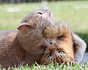 two short-fur brown tabby cats lying on green grass during daytime