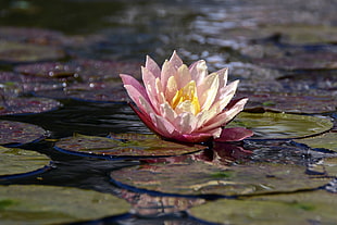 white and pink flower on water