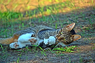 brown tabby cat, Cat, Playful, Lying HD wallpaper