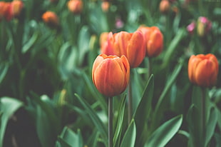 selective photography of orange tulip flowers