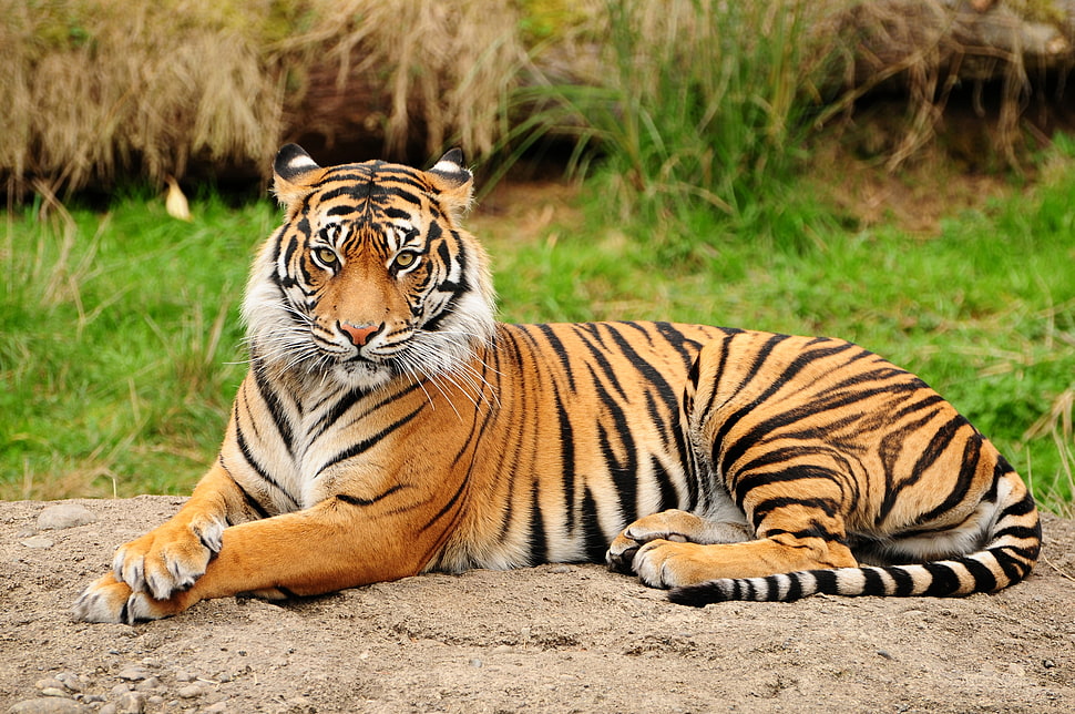 brown and black tiger lying on brown surface HD wallpaper