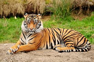 brown and black tiger lying on brown surface