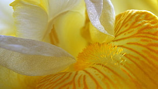 macro photography yellow petaled flower HD wallpaper