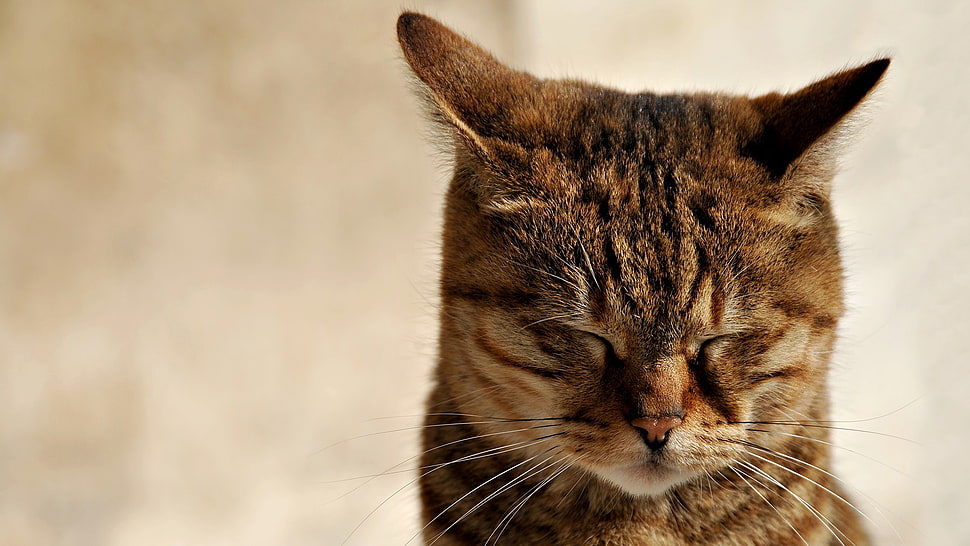 brown Tabby cat closing eyes HD wallpaper