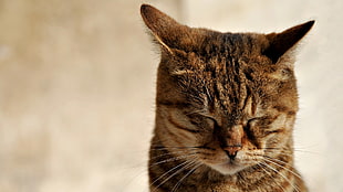 brown Tabby cat closing eyes HD wallpaper