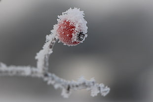 selective focus photography of snowed plant