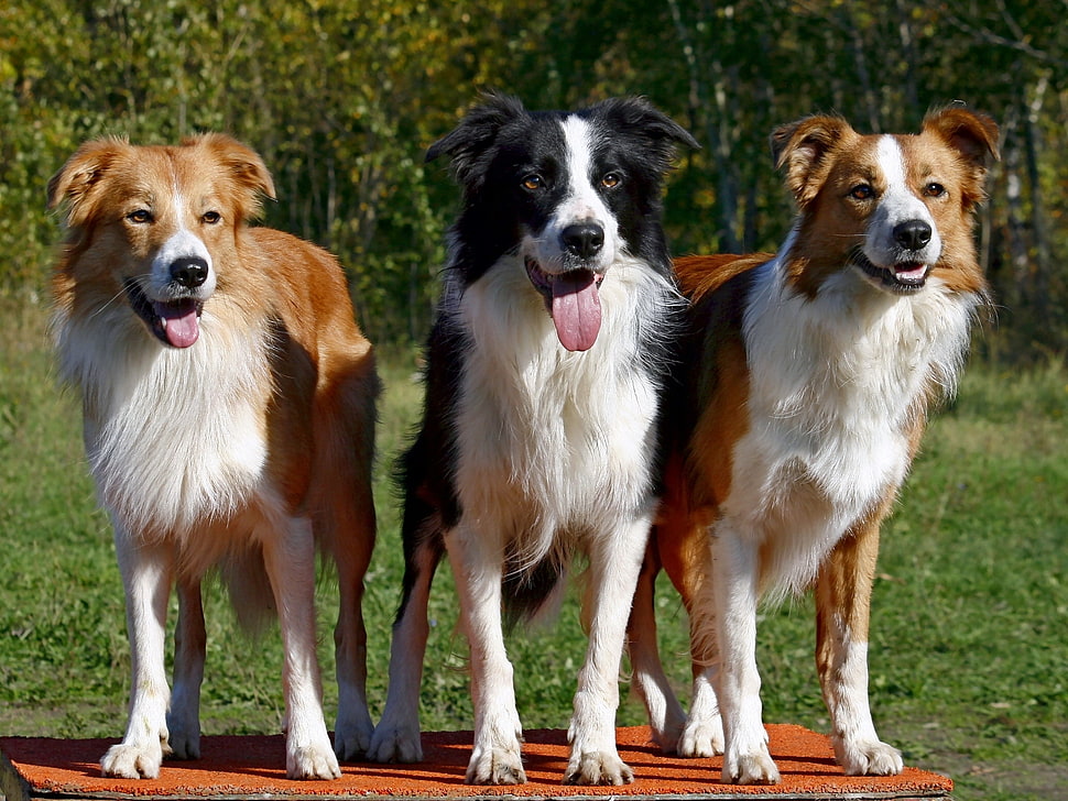 three Border Collies HD wallpaper