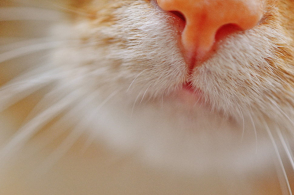 close-up and selective focus photograph of cat's nose HD wallpaper