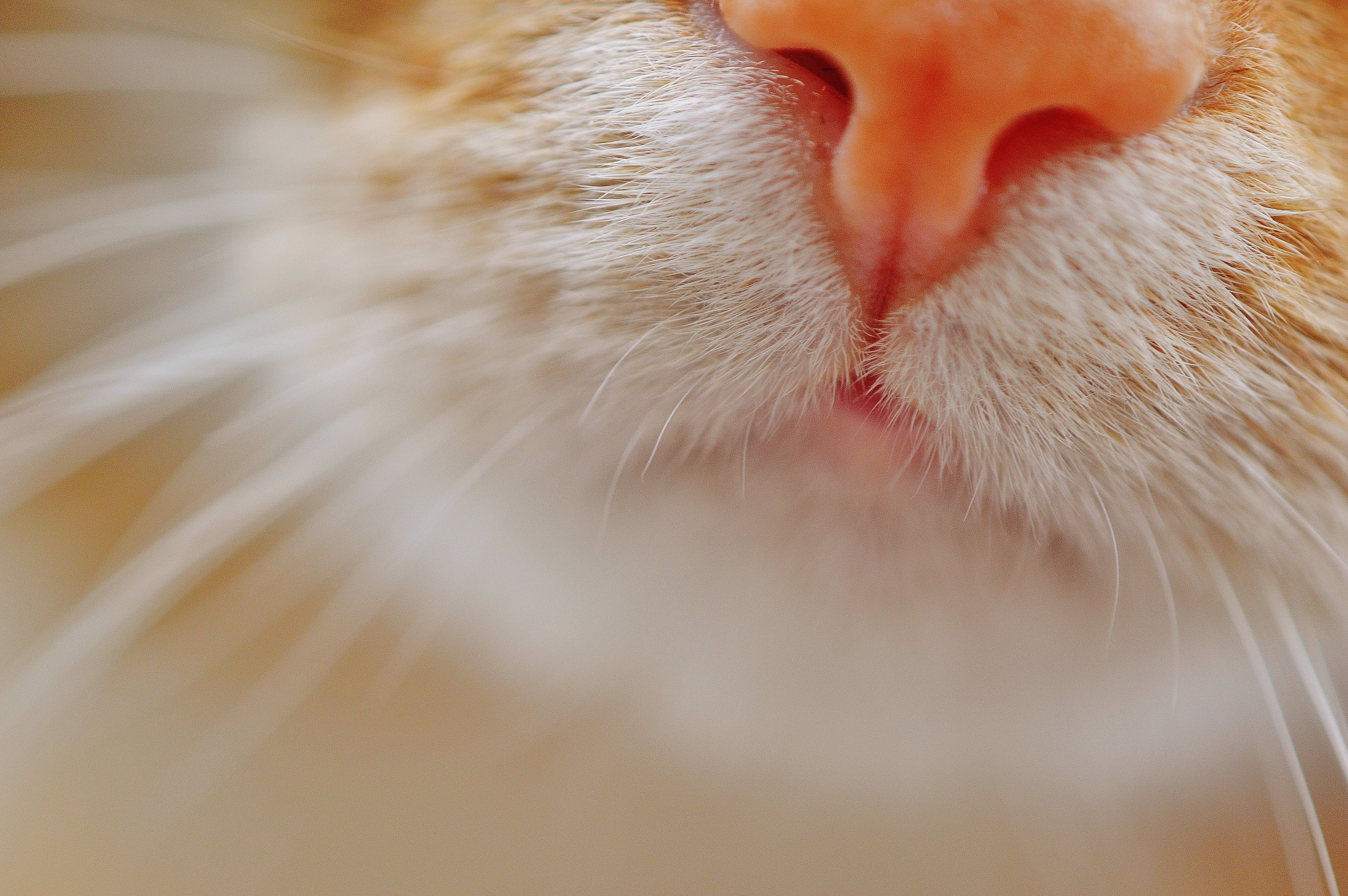 close-up and selective focus photograph of cat's nose