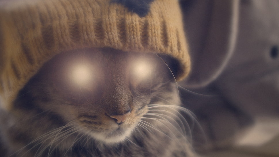 brown Tabby cat HD wallpaper