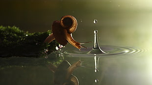 snail near body of water