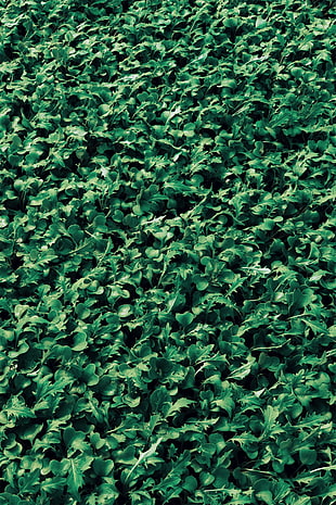green leaf plant, Leaves, Plants, Grass HD wallpaper