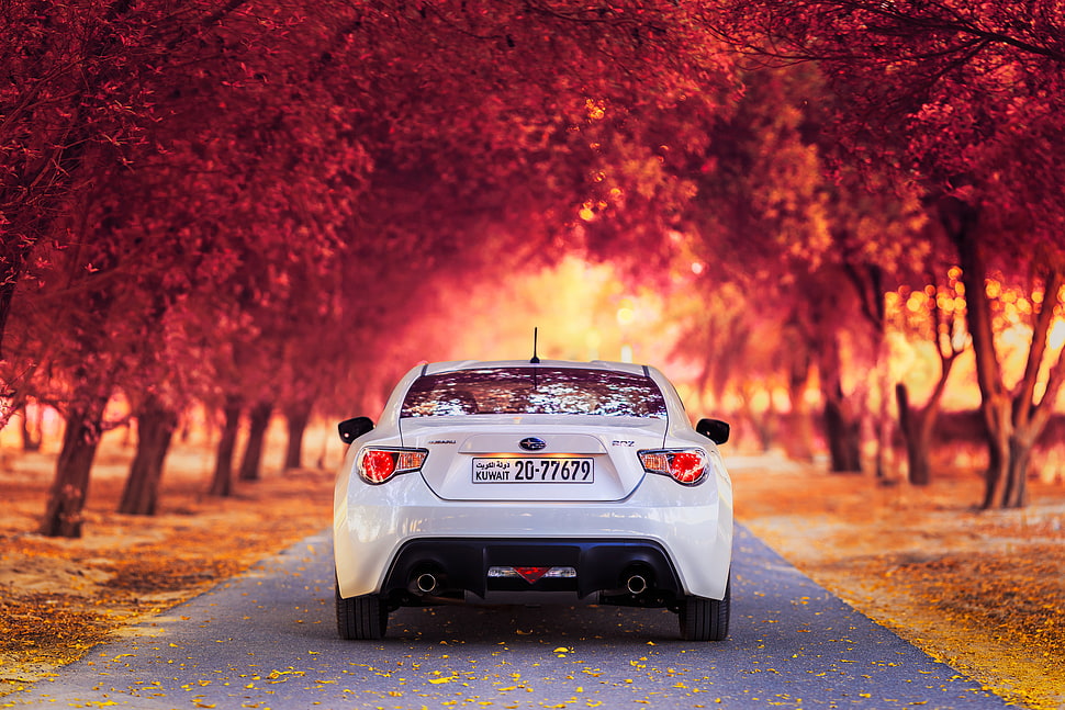 white car on aspalt road surrounded by trees at daytime HD wallpaper