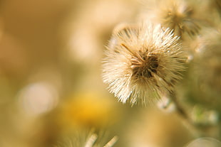 selective focus photography of dandelion HD wallpaper