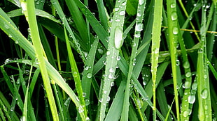 water droplets on plant leaves
