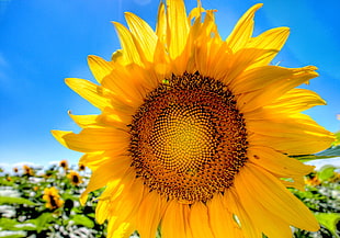 closeup photography of yellow Sunflower flower at daytime HD wallpaper