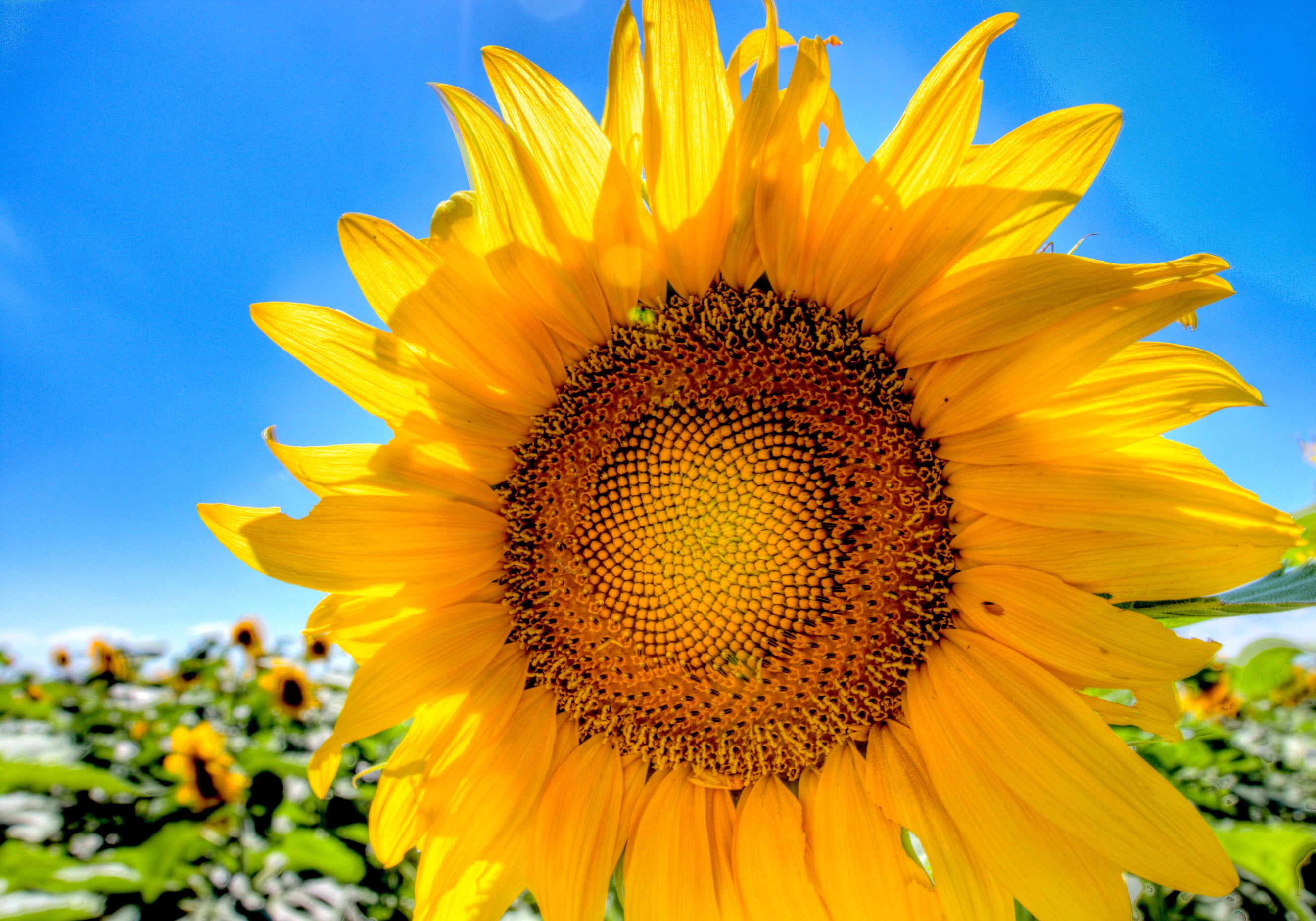 closeup photography of yellow Sunflower flower at daytime