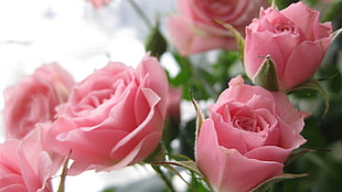 close photo of pink Rose flowers