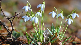 closeup photography of white Snowdrop flowers HD wallpaper