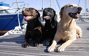 black and yellow Labrador retriever dogs