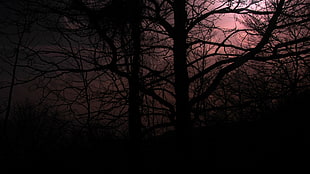 silhouette photo of withered tree, forest, dark