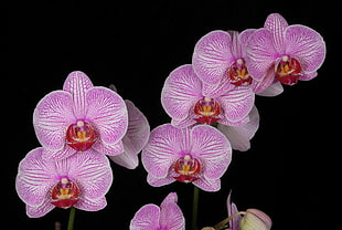 close up photo of pink-and-white Moth Orchids