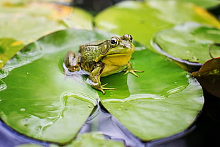 green frog on green water pod