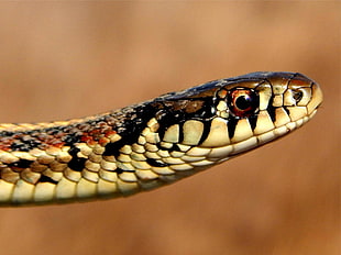close up photography of brown snake, garter snake
