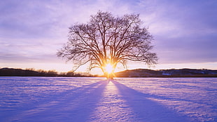 black withered tree, landscape, sunlight, winter, snow