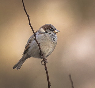 closeup photo of House Sparrow