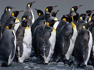 herd of Emperor Penguins