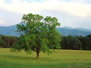 landscape photography of green tree near the grass fields HD wallpaper