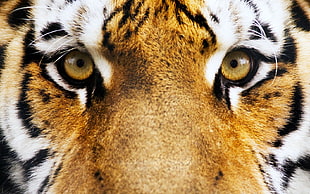 close-up photo of Tiger