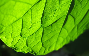 green leaf HD wallpaper