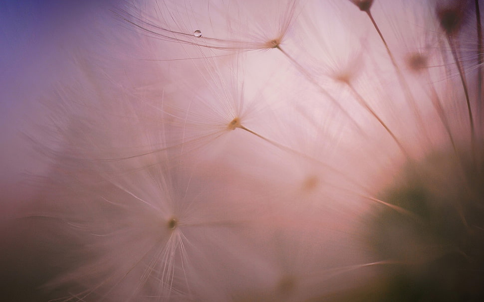 close-up photography of white dandelion flower HD wallpaper
