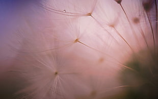 close-up photography of white dandelion flower