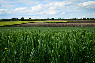 green wheat field photo HD wallpaper