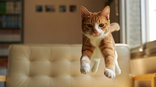 orange tabby cat, cat, animals, feline, nature