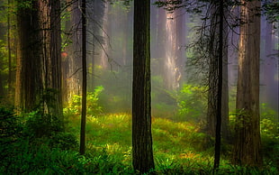 forest and trees during mist