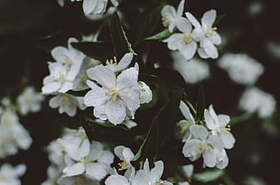 white petaled flowers, Flowers, White, Drops