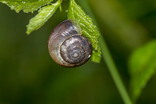 brown snail on green leaf, aegopinella